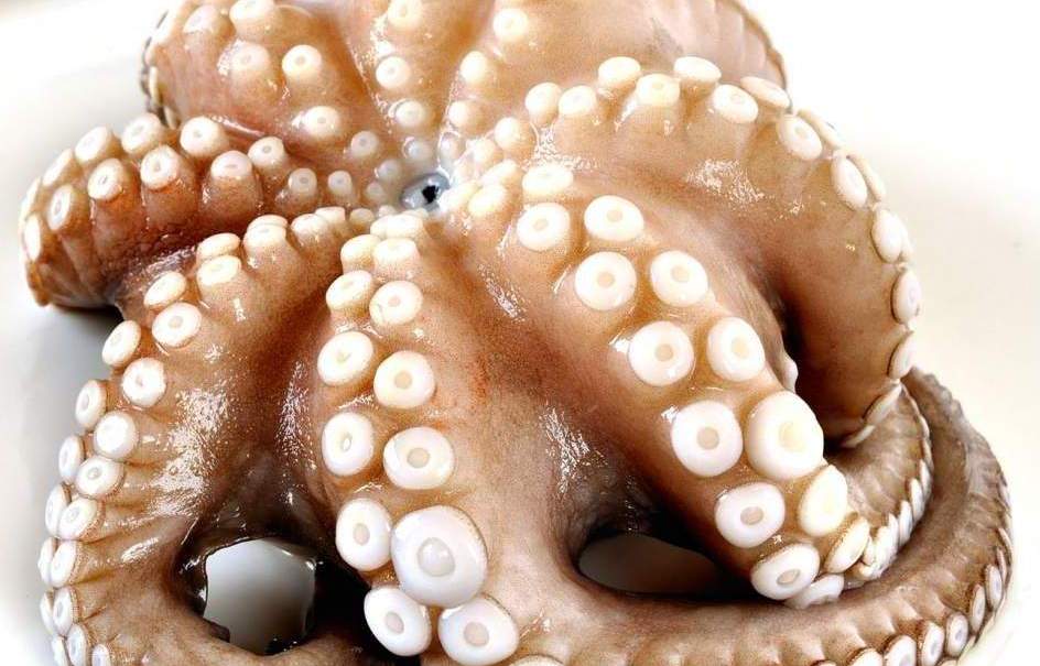 OCTOPUS